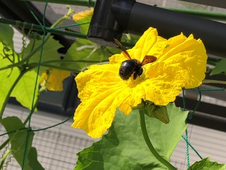 2蜂.jpg